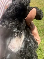 Hairy , a male Miniature Goldendoodle for sale in Sparta, MO – 3 of 9