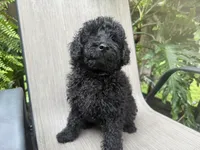 Dallas , a male Miniature Goldendoodle for sale in Sparta, MO – 6 of 10