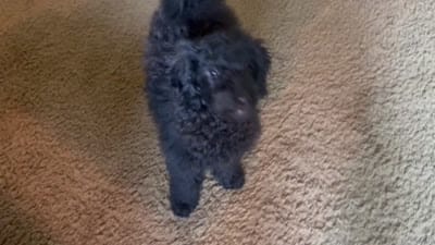 Bailey , a female Miniature Goldendoodle for sale in Sparta, MO – 8 of 8