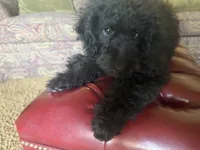 Bailey , a female Miniature Goldendoodle for sale in Sparta, MO – 7 of 8