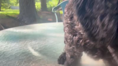 Pinkie , a female Miniature Goldendoodle for sale in Sparta, MO – 3 of 10