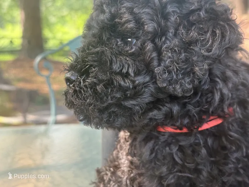 Harrison – Miniature Goldendoodle puppy for sale in Sparta, MO