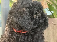 Harrison, a male Miniature Goldendoodle for sale in Sparta, MO – 8 of 10