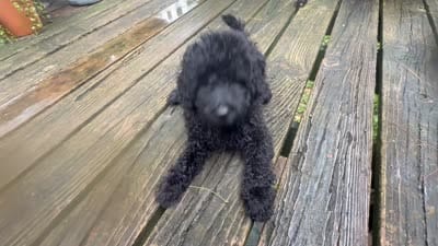 Dallas , a male Miniature Goldendoodle for sale in Sparta, MO – 8 of 10