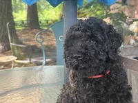 Harrison, a male Miniature Goldendoodle for sale in Sparta, MO – 7 of 10