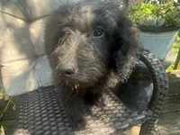 Bailey , a female Miniature Goldendoodle for sale in Sparta, MO – 6 of 8
