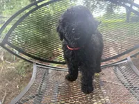 Harrison, a male Miniature Goldendoodle for sale in Sparta, MO – 4 of 10