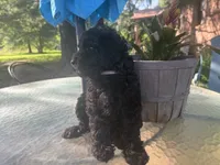 Pinkie , a female Miniature Goldendoodle for sale in Sparta, MO – 2 of 10