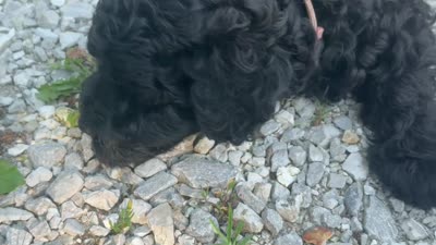 Pinkie , a female Miniature Goldendoodle for sale in Sparta, MO – 8 of 10