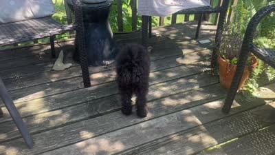 Bailey , a female Miniature Goldendoodle for sale in Sparta, MO – 3 of 8
