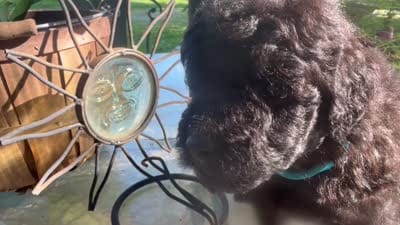 Abby, a female Miniature Goldendoodle for sale in Sparta, MO – 8 of 8