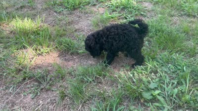 Harrison, a male Miniature Goldendoodle for sale in Sparta, MO – 3 of 10