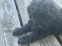 Pinkie , a female Miniature Goldendoodle for sale in Sparta, MO – 6 of 10