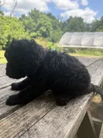 Hairy , a male Miniature Goldendoodle for sale in Sparta, MO – 2 of 9