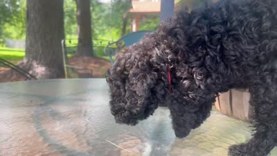 Harrison, a male Miniature Goldendoodle for sale in Sparta, MO – 10 of 10