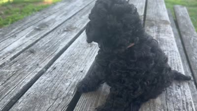 Pinkie , a female Miniature Goldendoodle for sale in Sparta, MO – 10 of 10