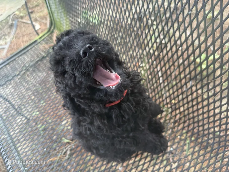 Harrison – Miniature Goldendoodle puppy for sale in Sparta, MO