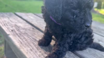 Hairy , a male Miniature Goldendoodle for sale in Sparta, MO – 5 of 9