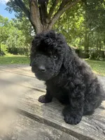 Abby, a female Miniature Goldendoodle for sale in Sparta, MO – 6 of 8