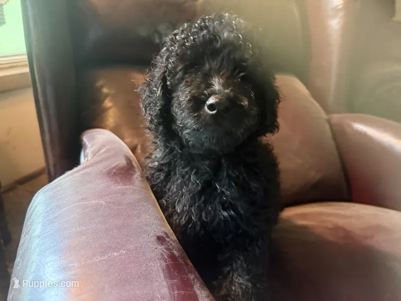 Dallas  – Miniature Goldendoodle puppy for sale in Sparta, MO