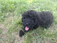 Harrison, a male Miniature Goldendoodle for sale in Sparta, MO – 2 of 10
