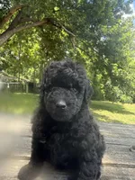 Abby, a female Miniature Goldendoodle for sale in Sparta, MO – 5 of 8