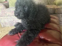 Bailey , a female Miniature Goldendoodle for sale in Sparta, MO – 4 of 8