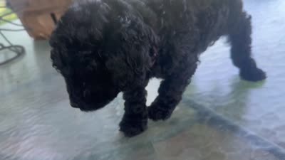 Hairy , a male Miniature Goldendoodle for sale in Sparta, MO – 4 of 9