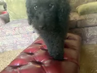 Bailey , a female Miniature Goldendoodle for sale in Sparta, MO – 1 of 8