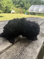 Hairy , a male Miniature Goldendoodle for sale in Sparta, MO – 8 of 9