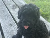 Pinkie , a female Miniature Goldendoodle for sale in Sparta, MO – 5 of 10