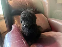 Dallas , a male Miniature Goldendoodle for sale in Sparta, MO – 7 of 10