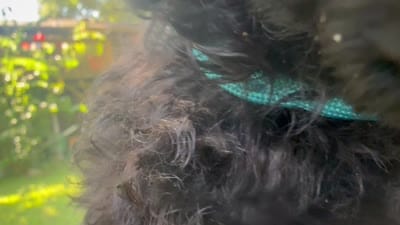 Abby, a female Miniature Goldendoodle for sale in Sparta, MO – 4 of 8