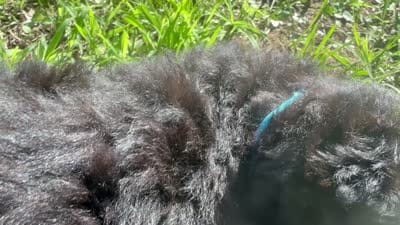 Abby, a female Miniature Goldendoodle for sale in Sparta, MO – 3 of 8
