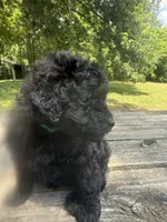 Abby, a female Miniature Goldendoodle for sale in Sparta, MO – 2 of 8