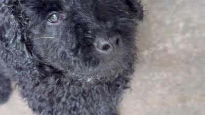 Dallas , a male Miniature Goldendoodle for sale in Sparta, MO – 9 of 10