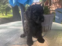 Pinkie , a female Miniature Goldendoodle for sale in Sparta, MO – 4 of 10