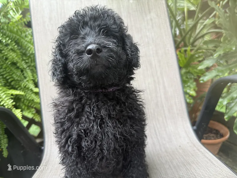 Dallas  – Miniature Goldendoodle puppy for sale in Sparta, MO