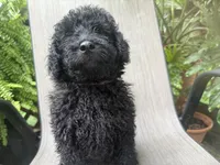 Dallas , a male Miniature Goldendoodle for sale in Sparta, MO – 4 of 10