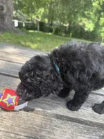 Abby, a female Miniature Goldendoodle for sale in Sparta, MO – 1 of 8
