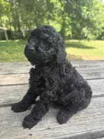 Hairy , a male Miniature Goldendoodle for sale in Sparta, MO – 6 of 9