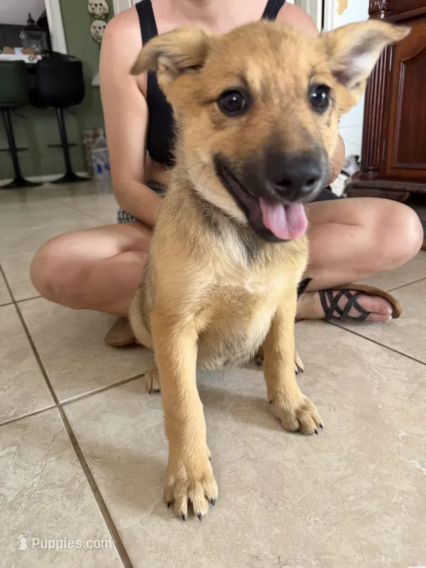 Jazzy – Australian Cattle Dog, Labrador Retriever puppy for sale in Phoenix, AZ