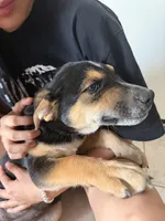 Trixie, a female Australian Cattle Dog and Labrador Retriever for sale in Phoenix, AZ – Photo 2 of 2