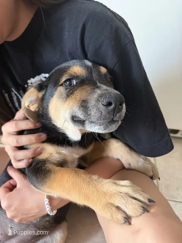 Trixie – Australian Cattle Dog, Labrador Retriever puppy for sale in Phoenix, AZ