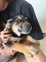 Trixie, a female Australian Cattle Dog and Labrador Retriever for sale in Phoenix, AZ – Photo 1 of 2