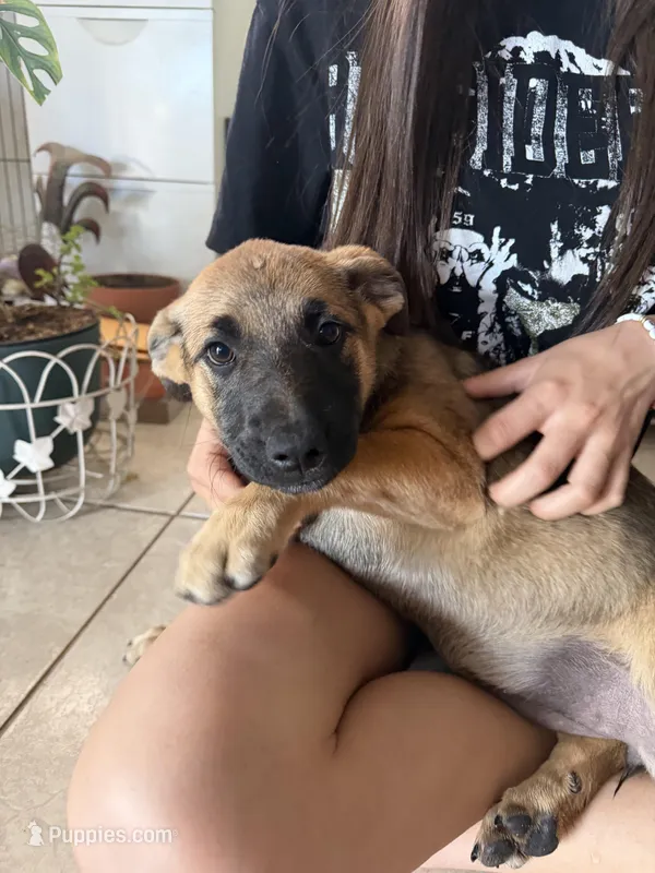 Evie – Australian Cattle Dog, Labrador Retriever puppy for sale in Phoenix, AZ