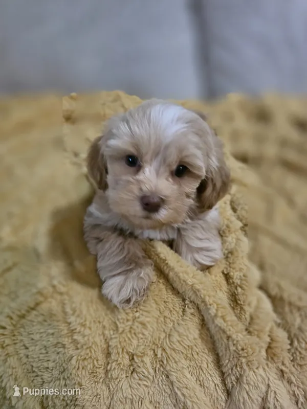 Tucker – Shihpoo puppy for sale in Muscatine, IA