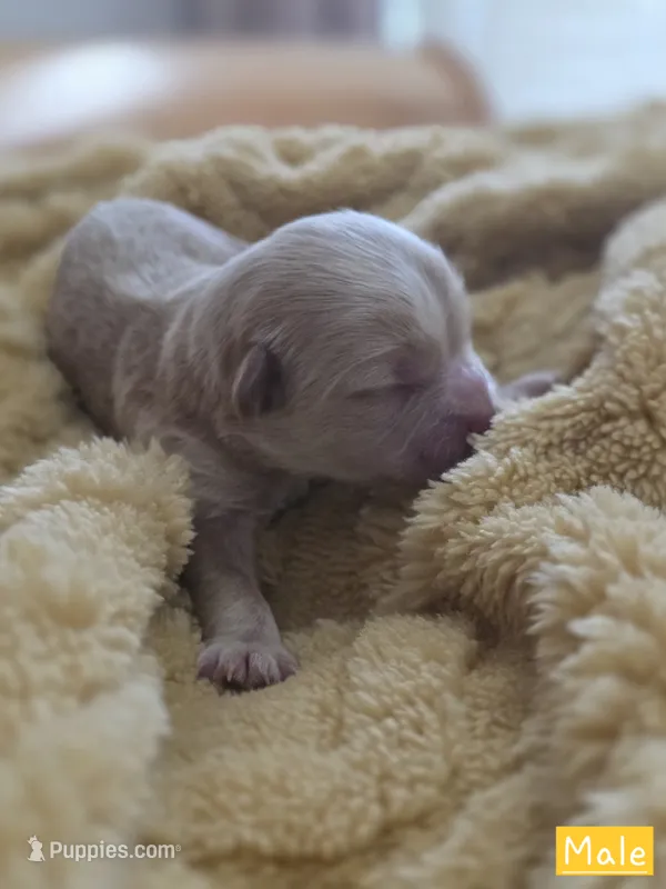 Tucker – Shih Tzu, Poodle - Toy  puppy for sale in Muscatine, IA