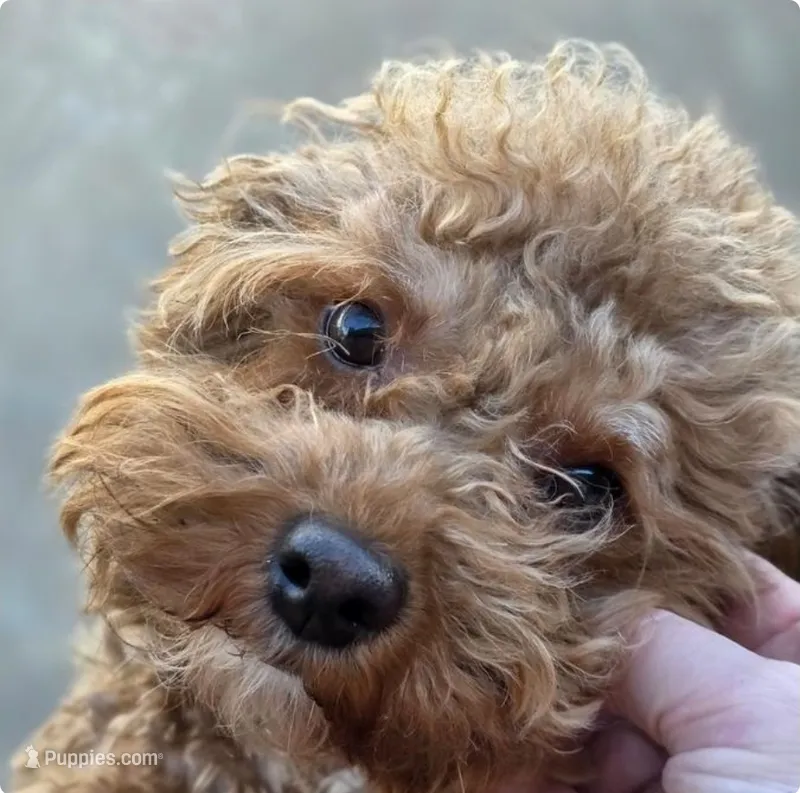Peaches – Poodle - Toy  puppy for sale in Muscatine, IA