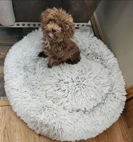 Peaches, a female Poodle - Toy  for sale in Muscatine, IA – 4 of 6
